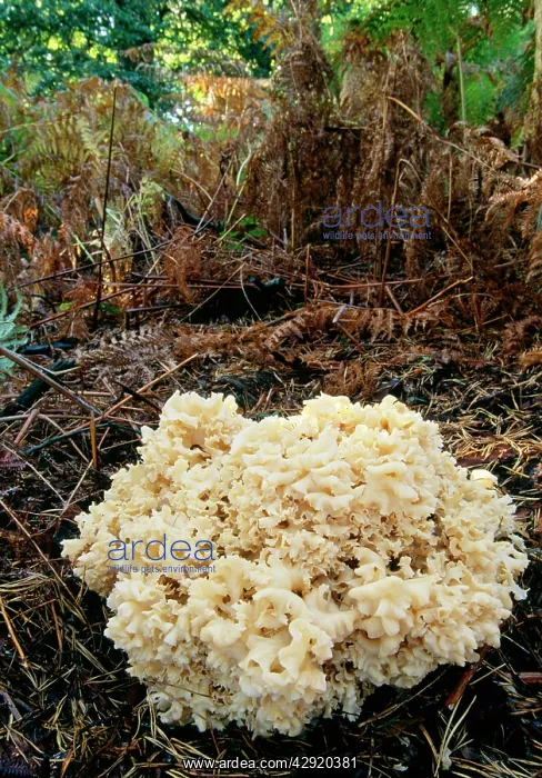 : Brain / Cauliflower Fungus - parasitic on conifer tree : Brain / Cauliflower Fungus - parasitic on conifer tree