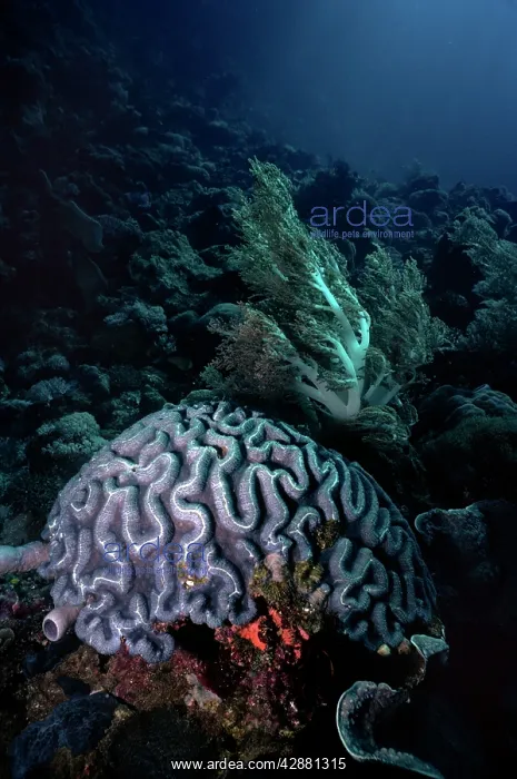 : Brain Coral : Brain Coral