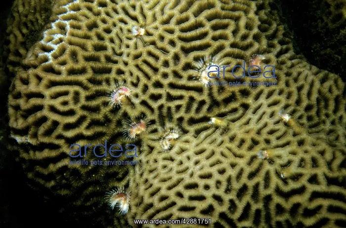 : Brain Coral : Brain Coral
