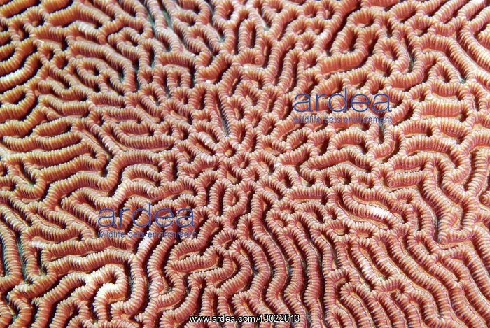  : Brain Coral