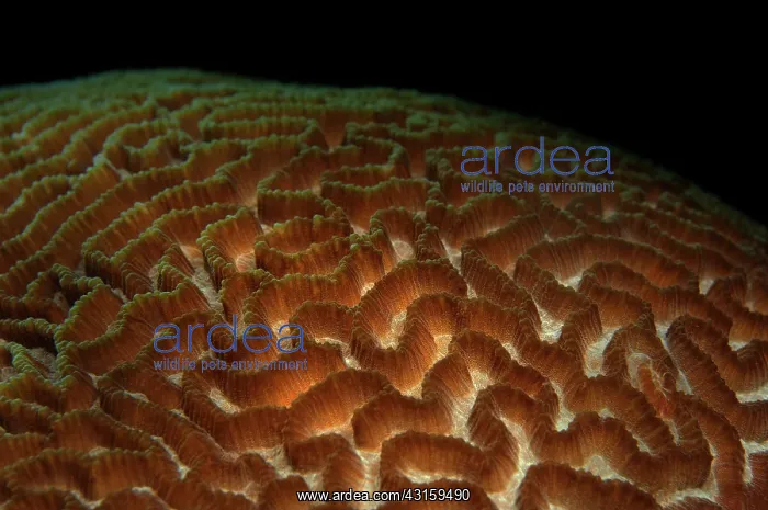 : Brain Coral : Brain Coral
