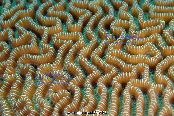 : Brain Coral : Brain Coral