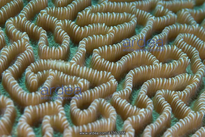 : Brain Coral : Brain Coral