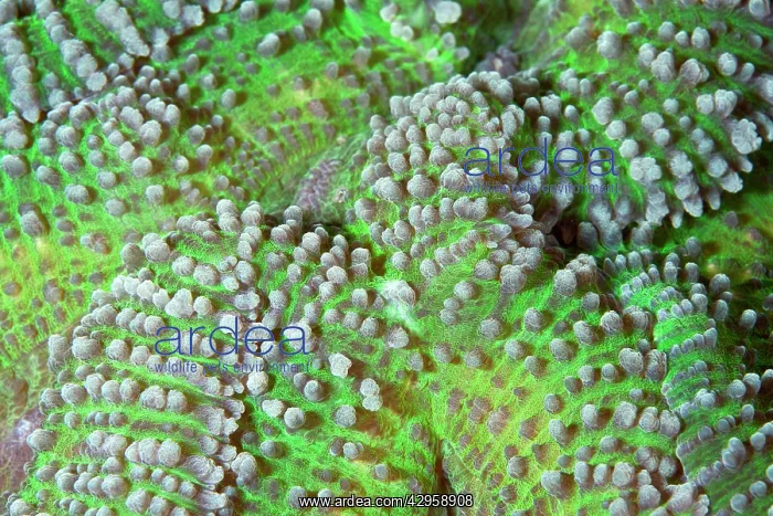 : Brain Coral - close up : Brain Coral - close up