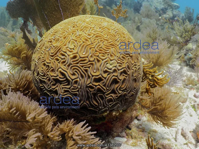 : Brain coral (Diploria labyrinthiformis). Dive site : Brain coral (Diploria labyrinthiformis). Dive site