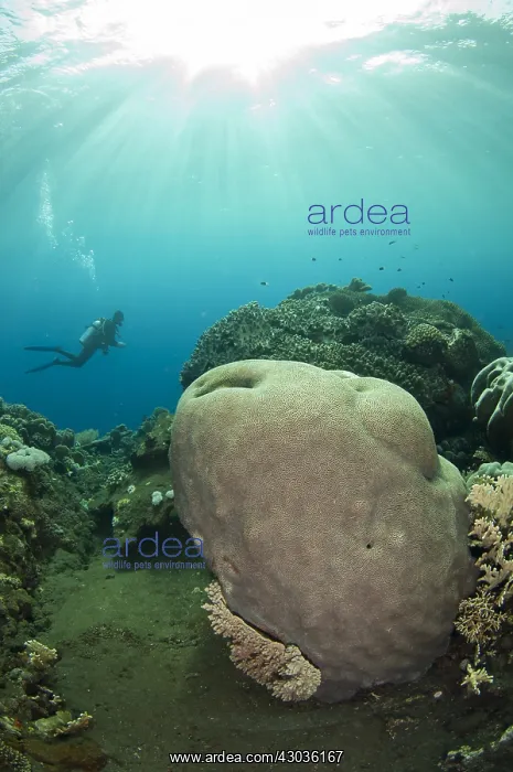 : Brain Coral - with diver and sun in background : Brain Coral - with diver and sun in background