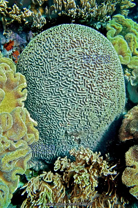 : Brain Coral - this perfect formation could be over : Brain Coral - this perfect formation could be over