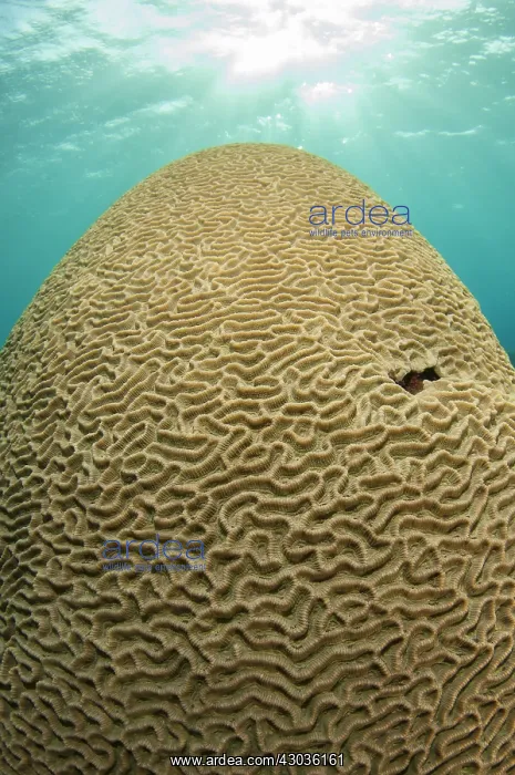 : Brain Coral - with sun in background - Tanjung : Brain Coral - with sun in background - Tanjung