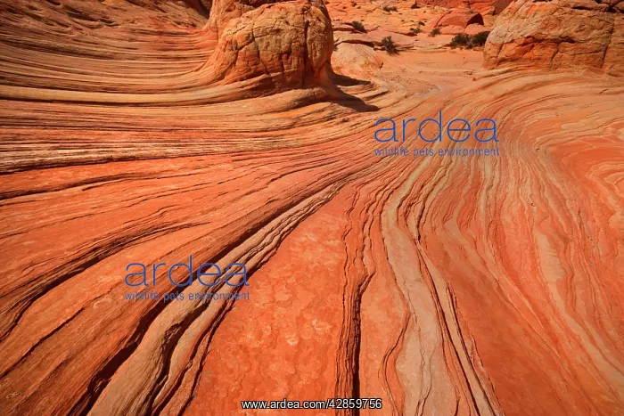 : Brainrocks - carved rock made of jurrasic-age Navajo : Brainrocks - carved rock made of jurrasic-age Navajo