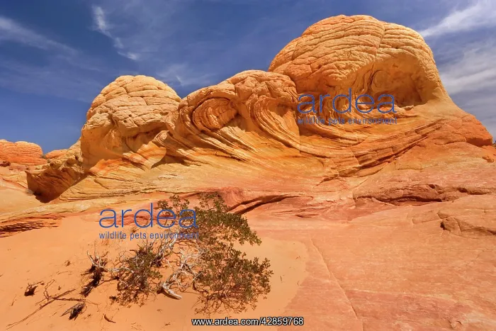 : Brainrocks - carved rock made of jurrasic-age Navajo : Brainrocks - carved rock made of jurrasic-age Navajo