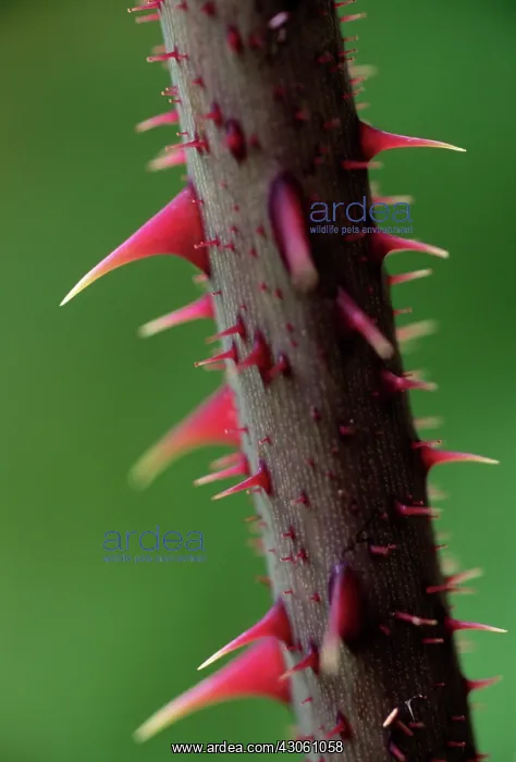 : Bramble, Ornamental bramble, Rubus : Bramble, Ornamental bramble, Rubus
