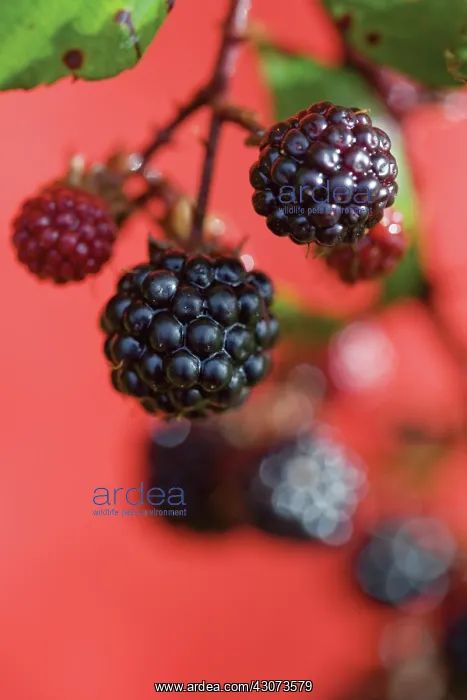 : Bramble, Ornamental bramble, Rubus ulmifolius : Bramble, Ornamental bramble, Rubus ulmifolius