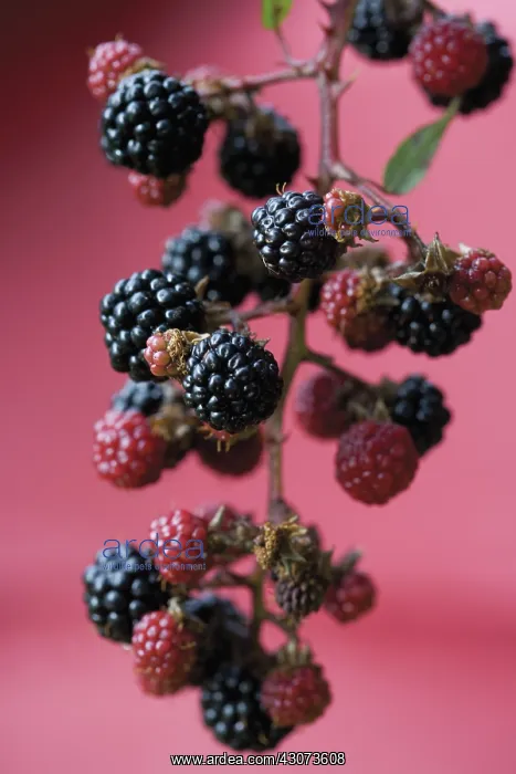 : Bramble, Ornamental bramble, Rubus ulmifolius : Bramble, Ornamental bramble, Rubus ulmifolius