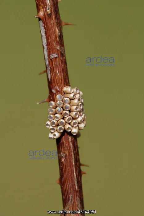 : Bramble. Emperor Moth (Saturnia pavonia) empty eggs on Bramble (Rubus sp.) : Bramble. Emperor Moth (Saturnia pavonia) empty eggs on Bramble (Rubus sp.)