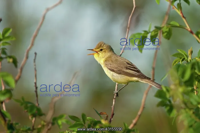 : Bramble. Icterine Warbler (Hippolais icterina) singing in Blackberry bush : Bramble. Icterine Warbler (Hippolais icterina) singing in Blackberry bush