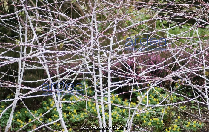 : Bramble, Ornamental bramble, Rubus cockburnianus : Bramble, Ornamental bramble, Rubus cockburnianus