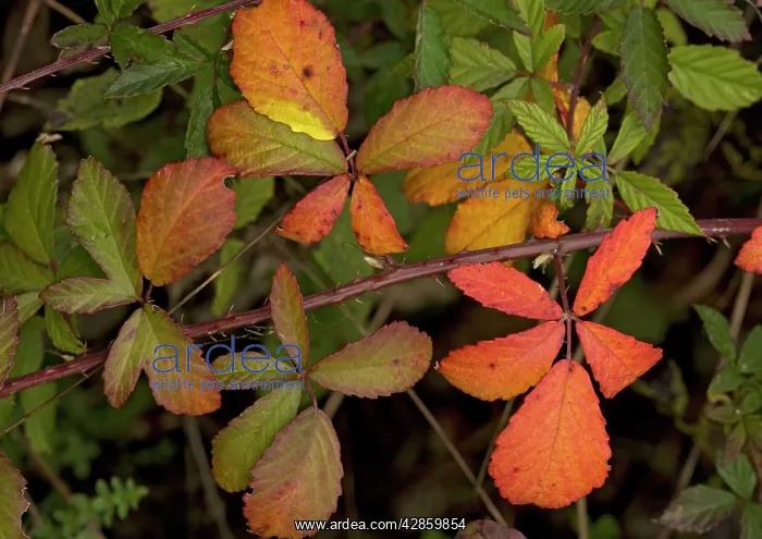 : Bramble branch, with strong autumn colour : Bramble branch, with strong autumn colour