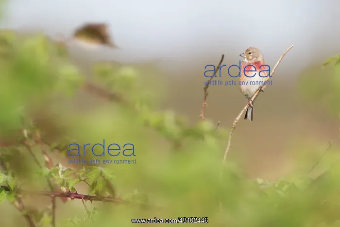  : Bramble Bush