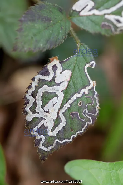  : Bramble Leaf Miner - UK