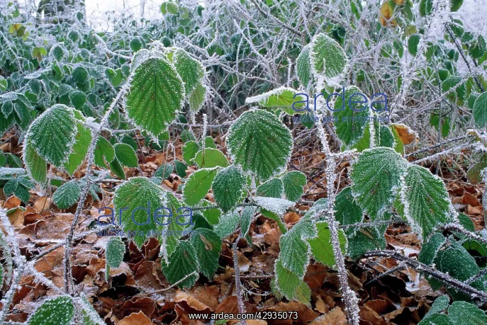  : Bramble Leaves