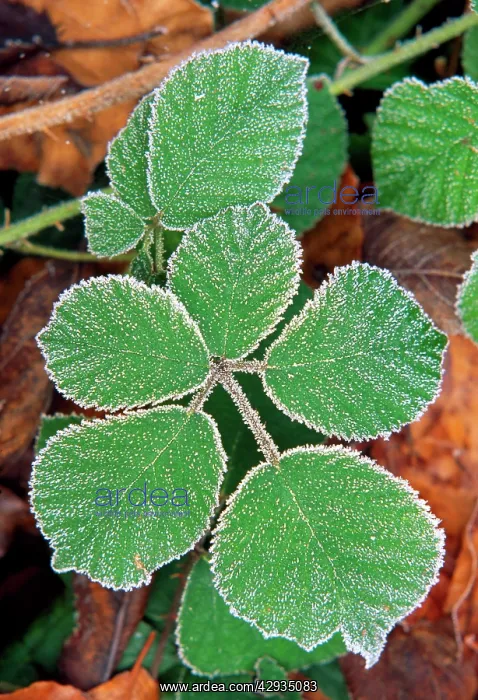 : Bramble Leaves - : Bramble Leaves -