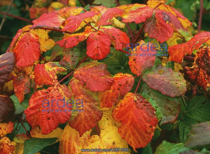 : BRAMBLE leaves - in Autumn : BRAMBLE leaves - in Autumn