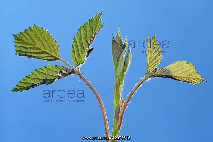 : Bramble - leaves developing in spring : Bramble - leaves developing in spring