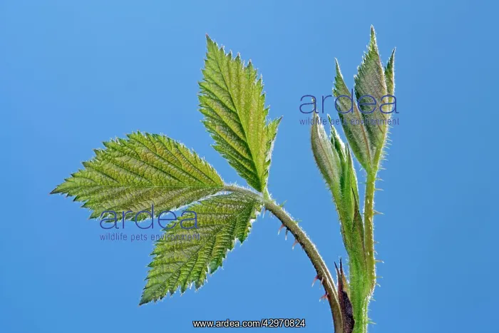 : Bramble - leaves developing in spring : Bramble - leaves developing in spring