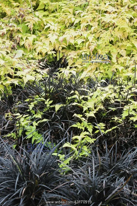 : Bramble, Ornamental bramble, Rubus, Rubus cockburnianus : Bramble, Ornamental bramble, Rubus, Rubus cockburnianus