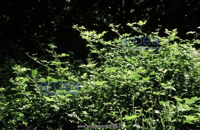 : BRAMBLES - growing toward the sun : BRAMBLES - growing toward the sun