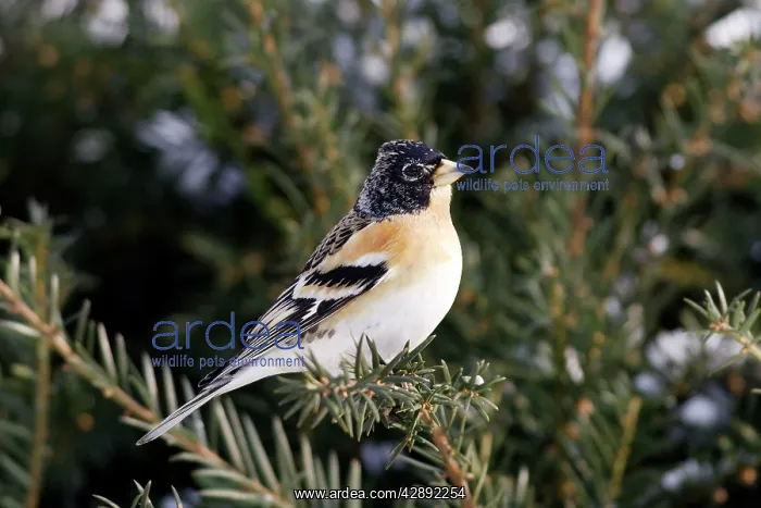 : Brambling (Fringilla montifringilla). Alsace - France : Brambling (Fringilla montifringilla). Alsace - France