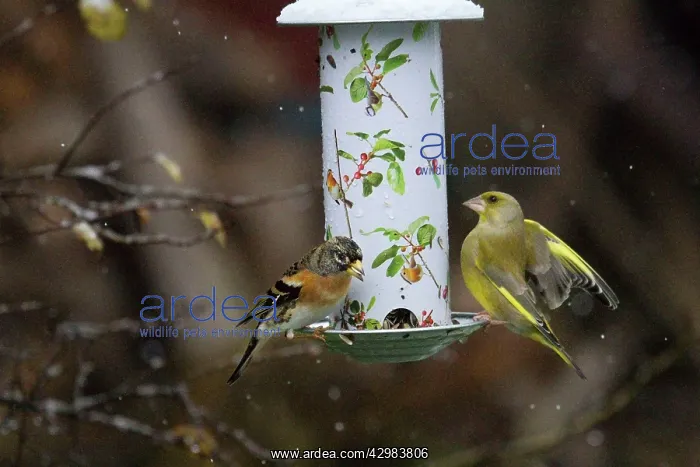 : Brambling (Fringilla montifringilla). and Greenfinch : Brambling (Fringilla montifringilla). and Greenfinch
