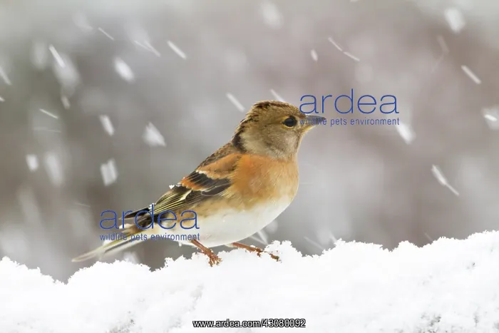 : Brambling (Fringilla montifringilla) perched on snow-covered tree trunk : Brambling (Fringilla montifringilla) perched on snow-covered tree trunk