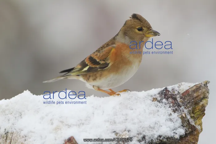 : Brambling (Fringilla montifringilla) foraging on a tree trunk with snow : Brambling (Fringilla montifringilla) foraging on a tree trunk with snow