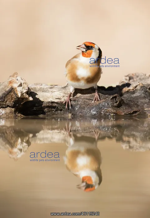 : Brambling. Drinking Brambling (Fringilla montifringilla) with reflection in water : Brambling. Drinking Brambling (Fringilla montifringilla) with reflection in water