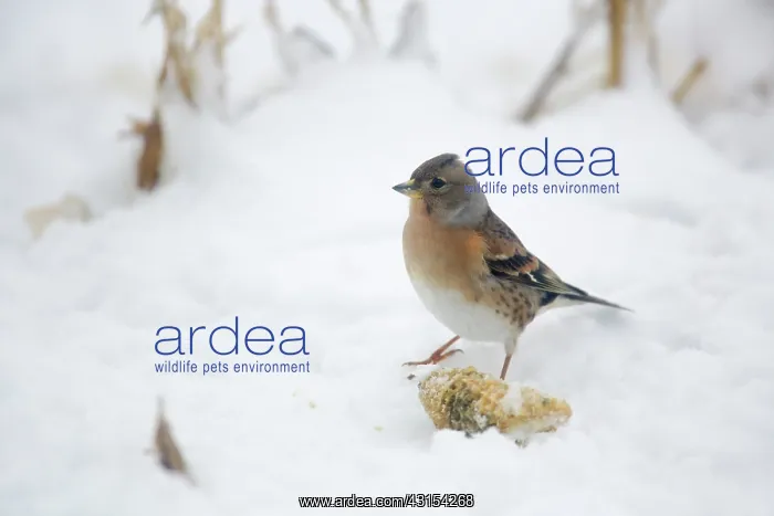 : Brambling (Fringilla montifringilla) foraging in snowy cornfield : Brambling (Fringilla montifringilla) foraging in snowy cornfield