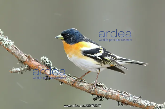 : Brambling. male Brambling (Fringilla montifringilla) perched on a branch : Brambling. male Brambling (Fringilla montifringilla) perched on a branch