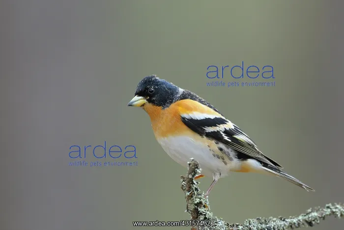 : Brambling. Portrait of Brambling (Fringilla montifringilla) male perched on branch : Brambling. Portrait of Brambling (Fringilla montifringilla) male perched on branch