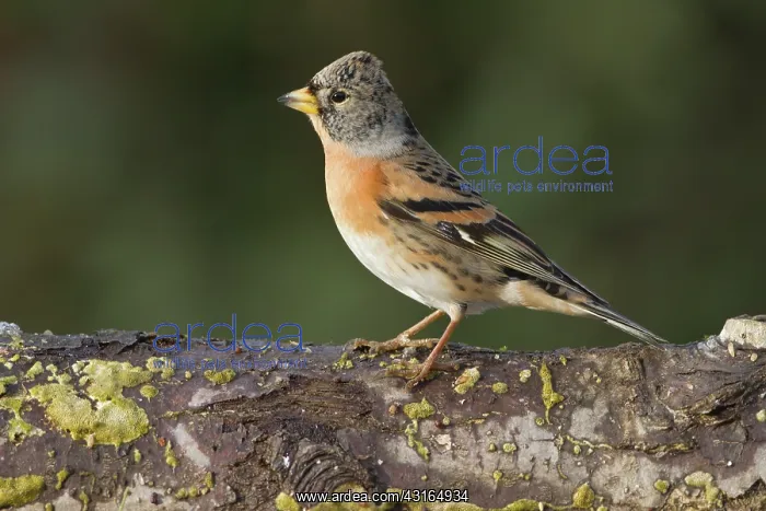 : Brambling (Fringilla montifringilla) resting on tree trunk : Brambling (Fringilla montifringilla) resting on tree trunk