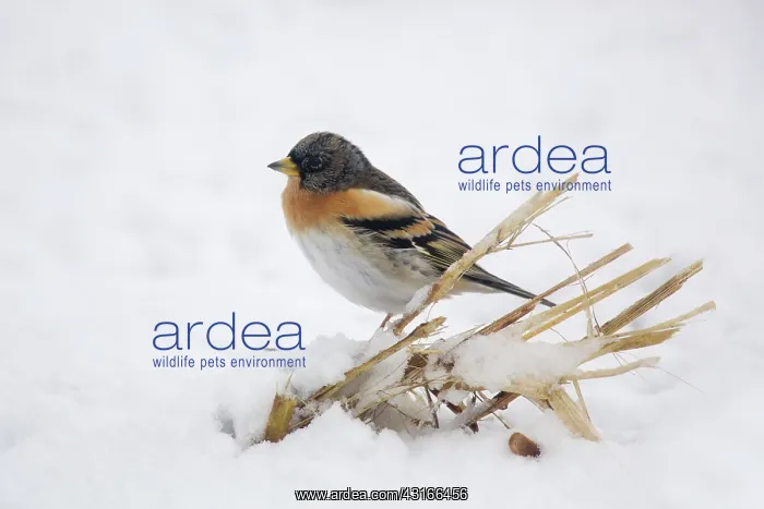 : Brambling (Fringilla montifringilla) perched on maize in snowy cornfield : Brambling (Fringilla montifringilla) perched on maize in snowy cornfield