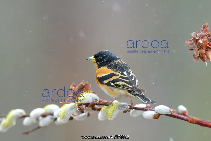  : Brambling Male (Fringilla montifringilla) perched on unidentified Willow 