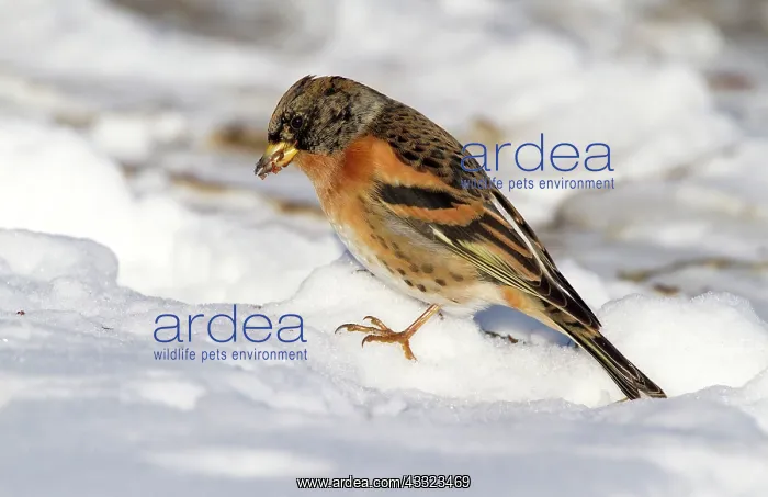 : Brambling (Fringilla montifringilla) foraging on seeds in snow : Brambling (Fringilla montifringilla) foraging on seeds in snow