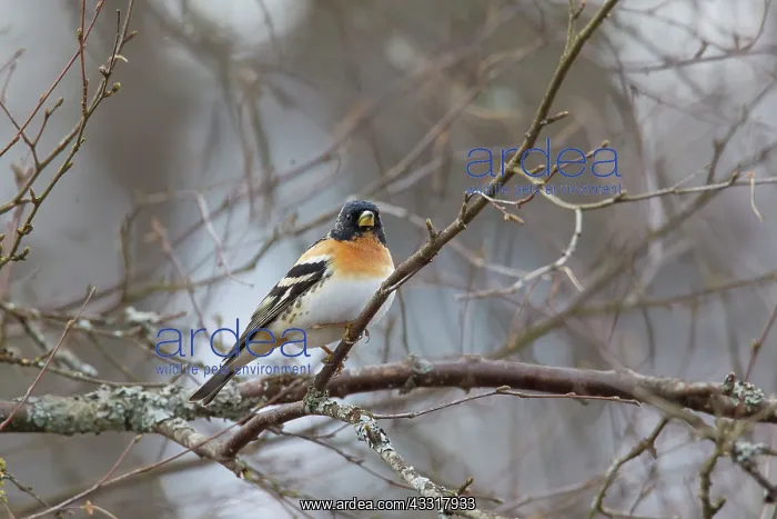 : Brambling - adult male - Sweden : Brambling - adult male - Sweden