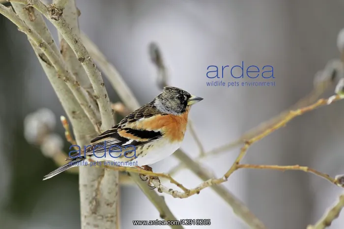 : Brambling - female : Brambling - female
