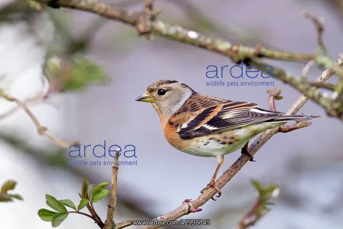  : Brambling - female