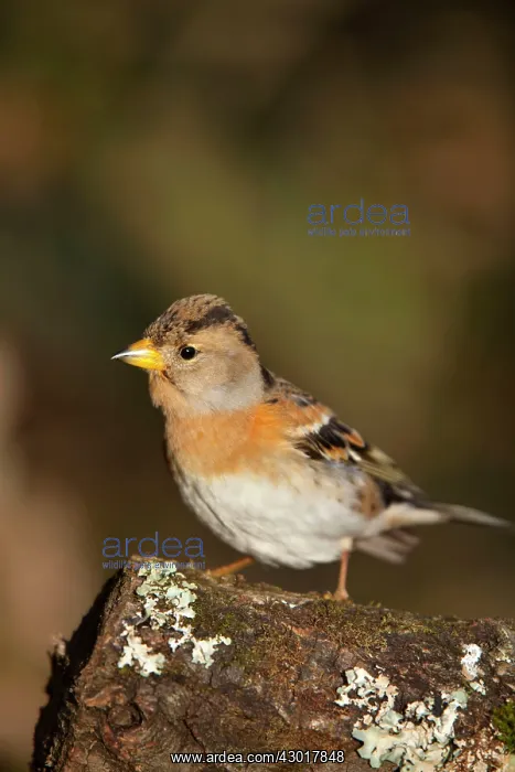 : Brambling female : Brambling female
