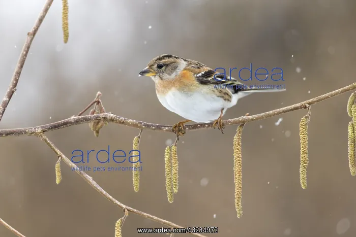  : Brambling - Female - on Catkins - in Snow - Cornwall - UK