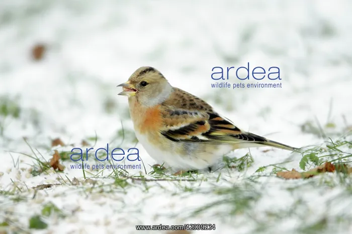 : Brambling - female feeding on ground in winter snow : Brambling - female feeding on ground in winter snow