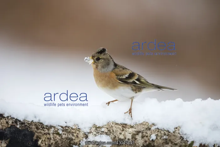 : Brambling - Female - Snow - Cornwall - UK : Brambling - Female - Snow - Cornwall - UK