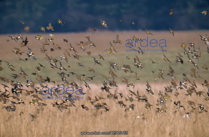 : Brambling - flock : Brambling - flock